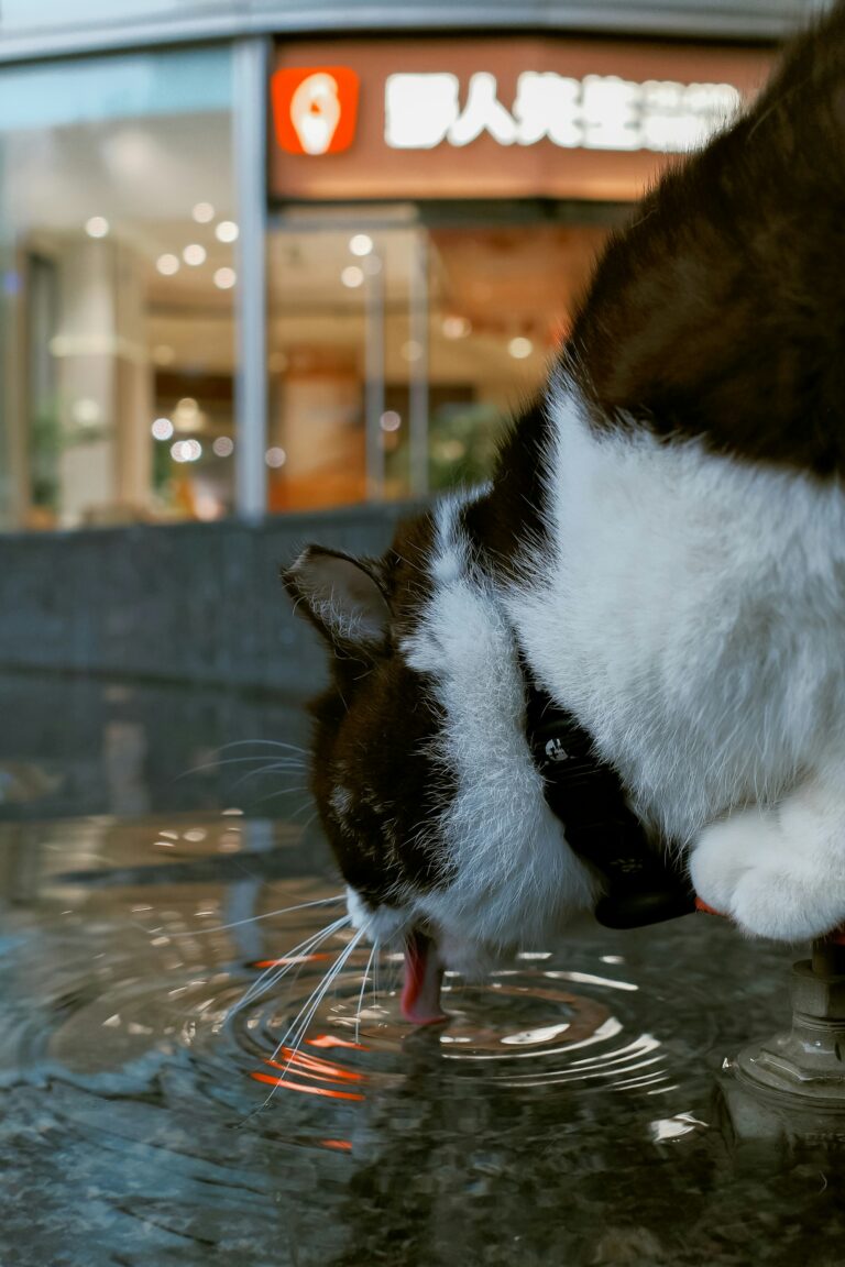 분수에서 흐르는 물을 마시는 고양이