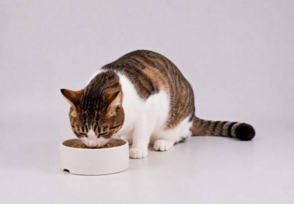 reanzz-cat-10344479_1920